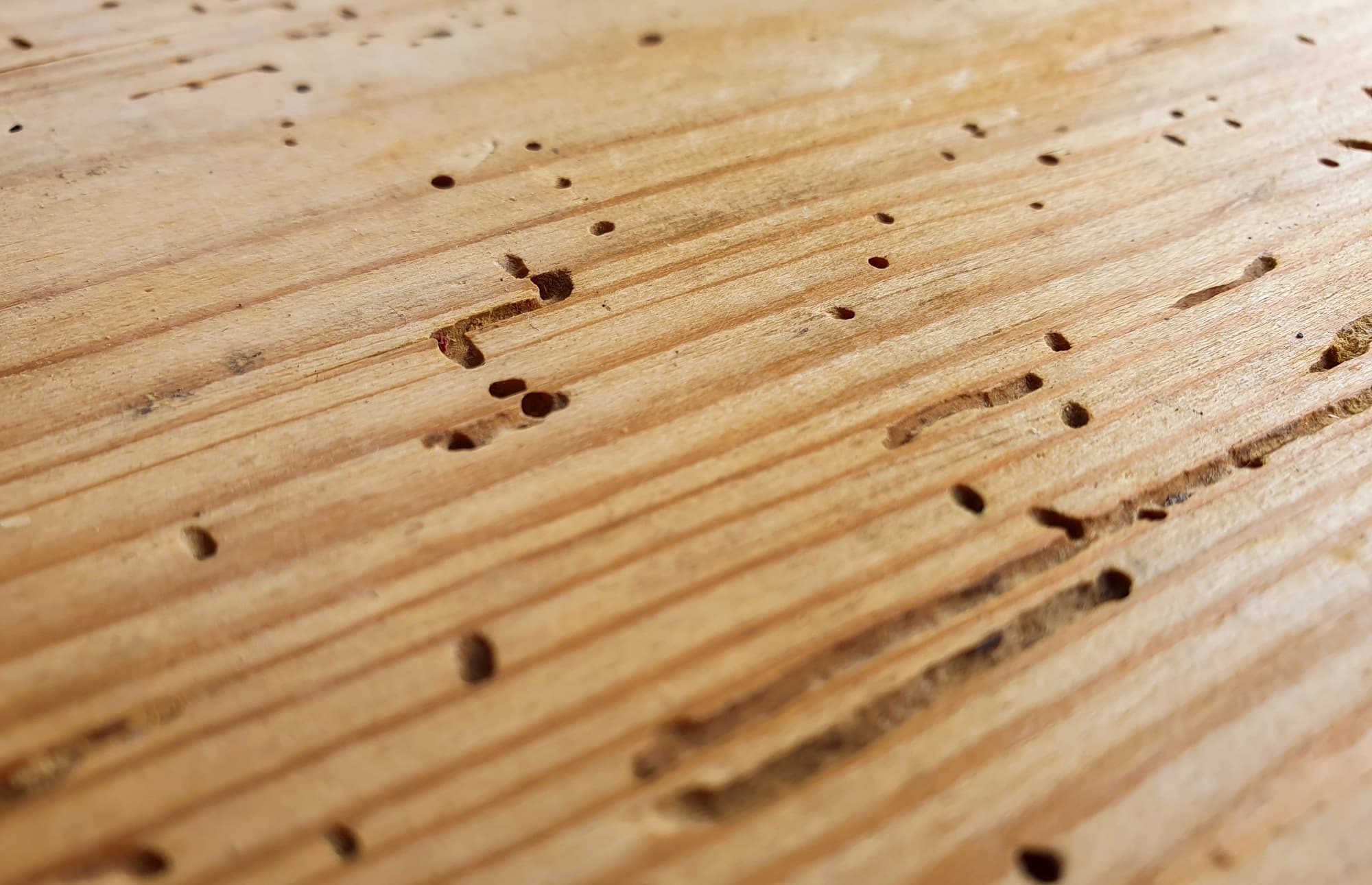 Houten plank met sporen van houtworm